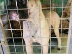 Bullmastiff Dog