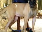 Bulmastiff Dog