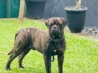 Bulmastiff Male Dog for Crosing