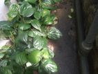 බුලත් පැල