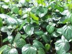 බුලත් පැළ Bettel Plants