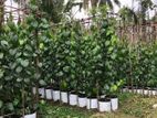 බුලත් පැළ