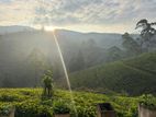 Bungalow for Sale Facing Nature Rozella Ds Hatton