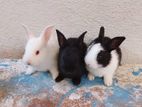 Bunnies