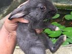 Rabbits