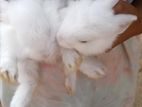 Rabbits