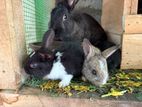 Rabbits
