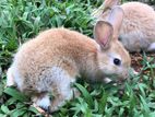 Rabbit