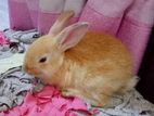 Bunny