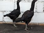 Burma Hen