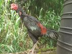 Burma Rooster