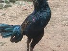 Brahma Chickens