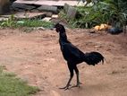බුරුම Rooster