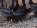 Brahma Chickens