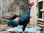 Buruma Rooster