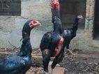 Buruma Rooster