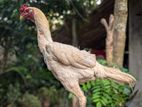 Rooster