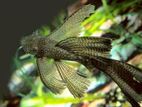 Bushynose Longfin Black