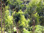 BUSINESS and LAND for SALE in Bandarawela, Sri Lanka