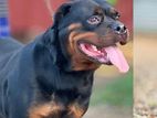 Rottweiler Dog