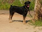 Rottweiler Dog