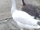 Goose Duck