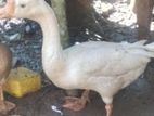 Goose Duck