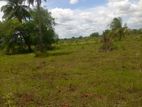 Buththala : 50 Acer Agreculture Land for Sale