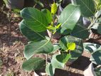 Butt Jack Fruit Plant (medium) බට් කොස් පැල