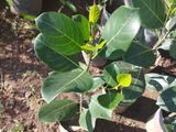 Butt Jack Fruit Plant (medium) බට් කොස් පැල