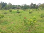 Buttala 2 Acres with 6 reservation property for Tourism on Lease