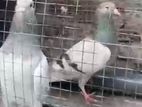 Pigeons