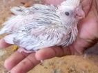 Butterfly Blood Cockatiel Chicks