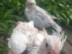 Butterfly Cockatiel Chicks