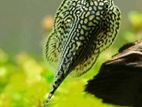 Butterfly Hillstream Loach Fish