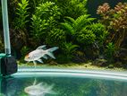 Butterfly Koi Fish