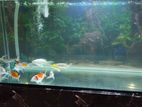 Butterfly Koi Fish