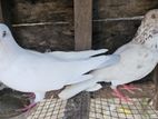 Pigeons