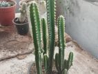 Cactus Plants