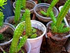 Cactus Plants