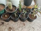 Cactus Plants Lot