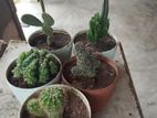 Cactus Plant