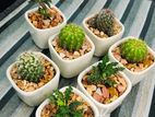 Cactus Gift Palnt