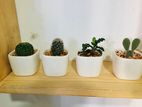 Cactus Live Plant