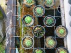 Cactus Plants