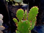 Cactus Plants