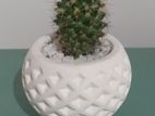 Cactus Plant