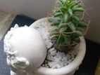 Cactus Plant
