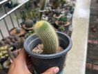 Cactus Plants