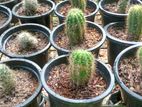 Cactus Plants